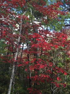 Early Signs of Fall on Bull Head