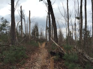 Devastation from a past windstorm