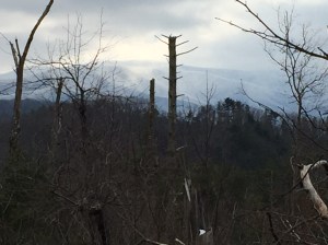 View of Chilhowee Mountain