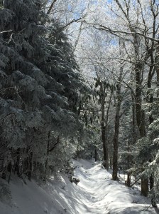 Snow on Maddron Bald Trail