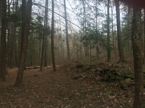 Campsite #17 - Little Bottoms