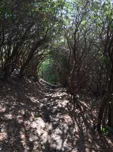 Rhododendron Tunnel on Russell Field Trail