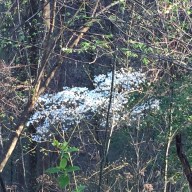 Dogwood Blooms on West Prong Trail