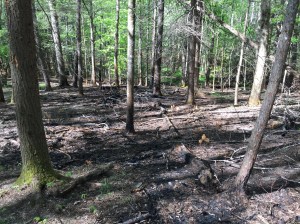 Burned Area on Wet Bottoms 