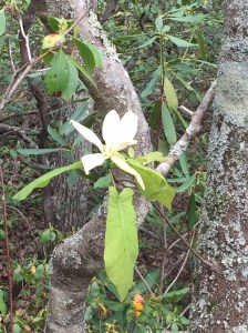 Mountain Magnolia